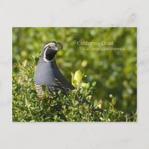 Postal California Quail