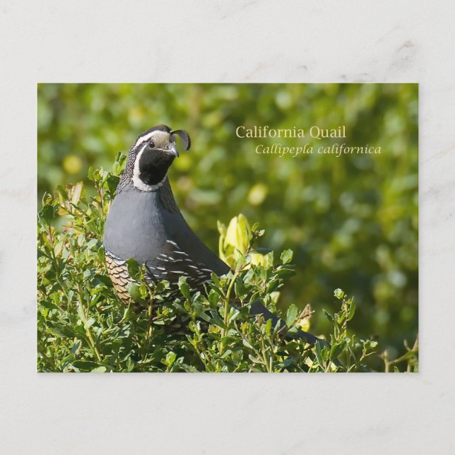 Postal California Quail (Anverso)