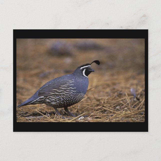 Postal California Quail (Anverso)