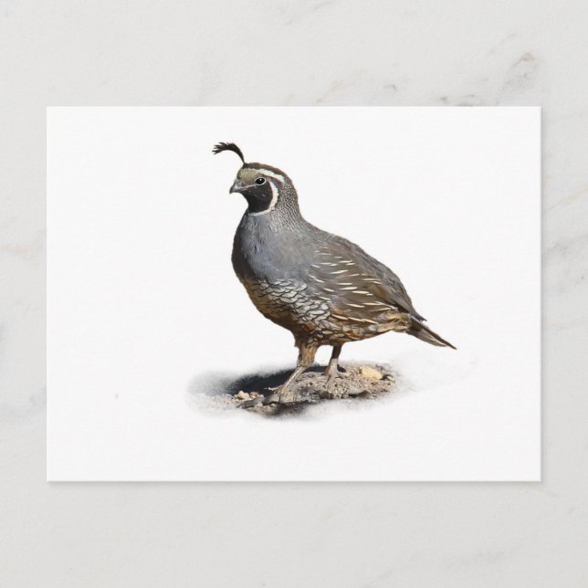 POSTAL CALIFORNIA QUAIL (Anverso)