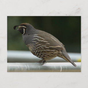 Postal California Quail