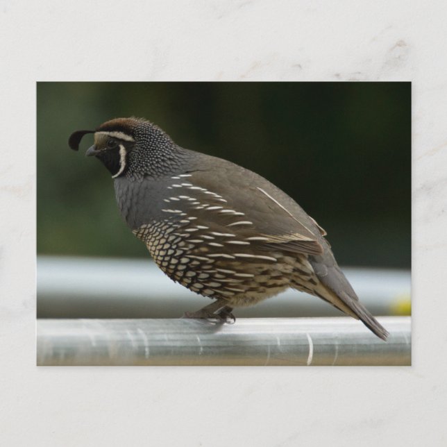 Postal California Quail (Anverso)