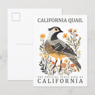 Postal California Quail Bird of California USA Travel