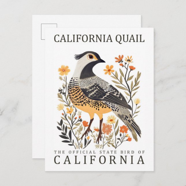 Postal California Quail Bird of California USA Travel (Anverso / Reverso)