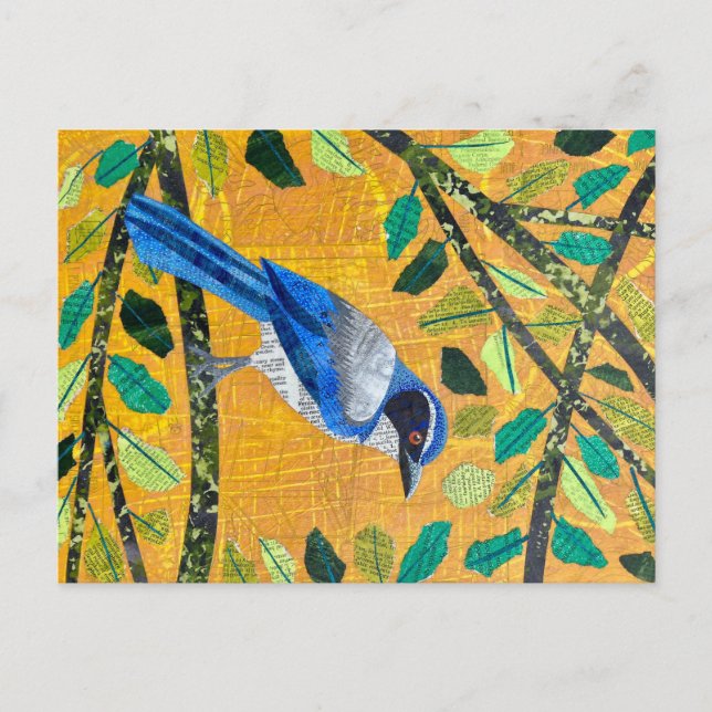Postal California Scrub Jay (Anverso)
