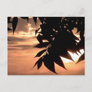 Postal california sunset
