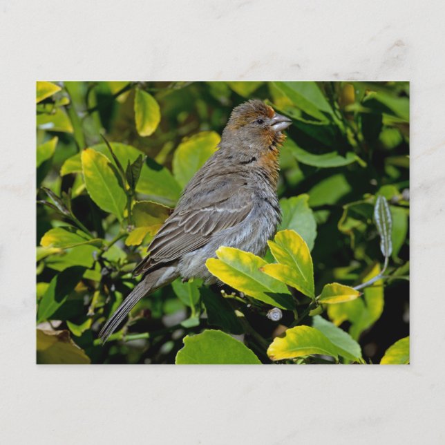 Postal California Towhee (Anverso)