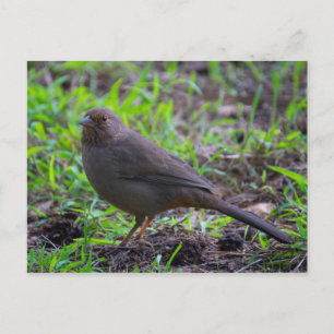 Postal California Towhee