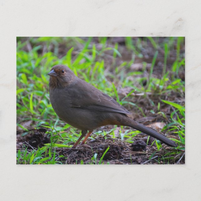 Postal California Towhee (Anverso)