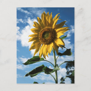 Postal California, Un Girasol Gigante (Helianthus) 2
