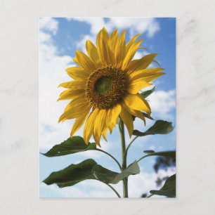 Postal California, Un Girasol Gigante (Helianthus) 4