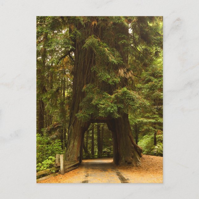 Postal California | Unidad Redwood a través del árbol (Anverso)