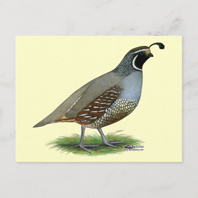 Postal California Valley Quail (Anverso)