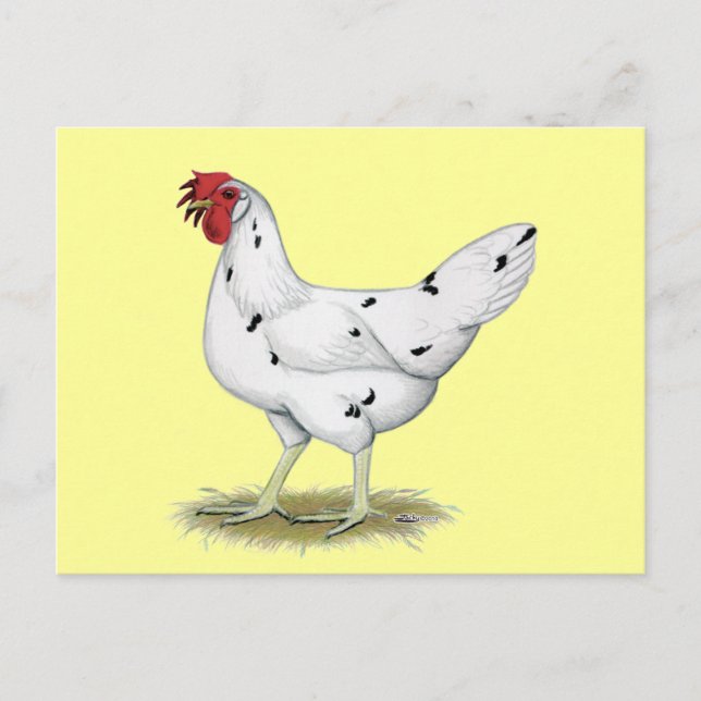 Postal California White Hen (Anverso)