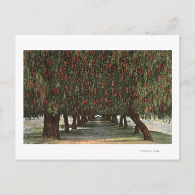 Postal CaliforniaGroves de los árboles de pimienta (Anverso)