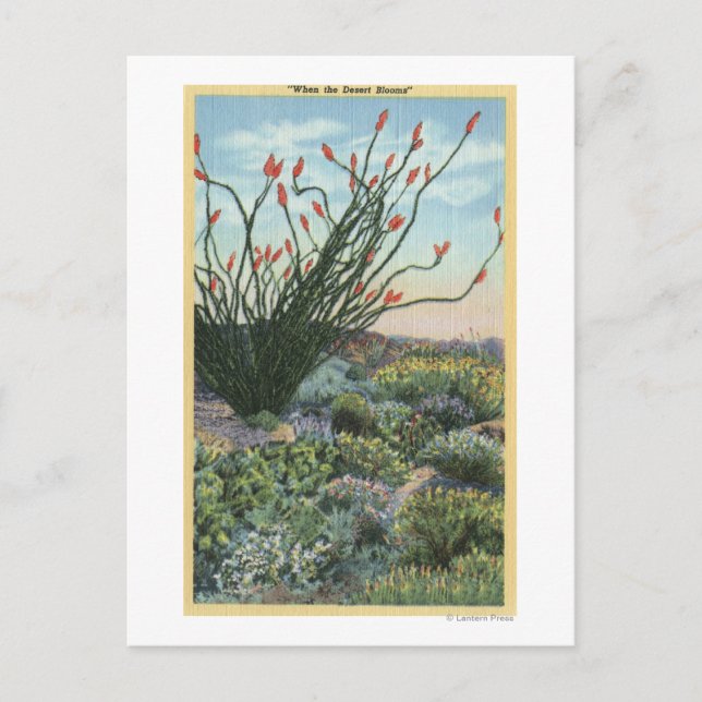 Postal CaliforniaView de Cacti en flor (Anverso)
