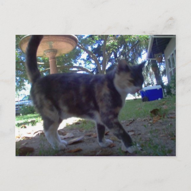 Postal Calipo (Anverso)