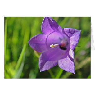 Postal cáliz de campanilla: a have nice day
