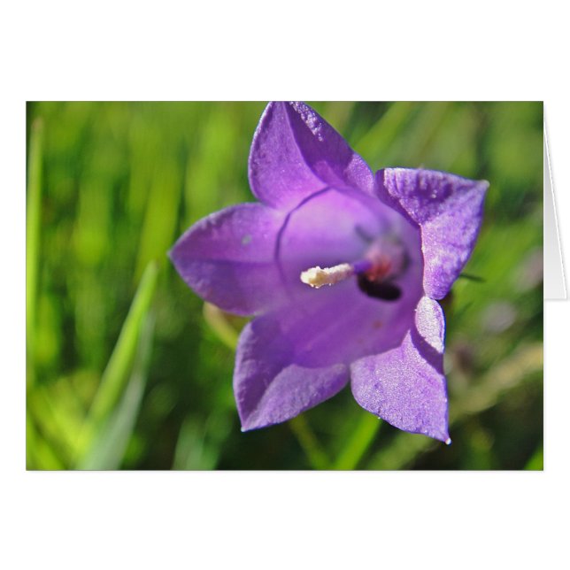Postal cáliz de campanilla: a have nice day (Anverso (Horizontal))