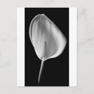 Postal Calla #2