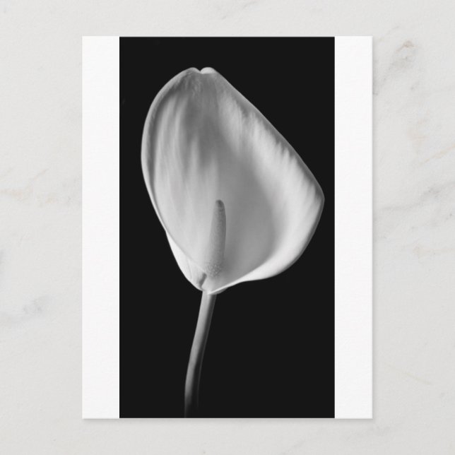 Postal Calla #2 (Anverso)