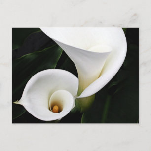 Postal Calla blanca Lillies