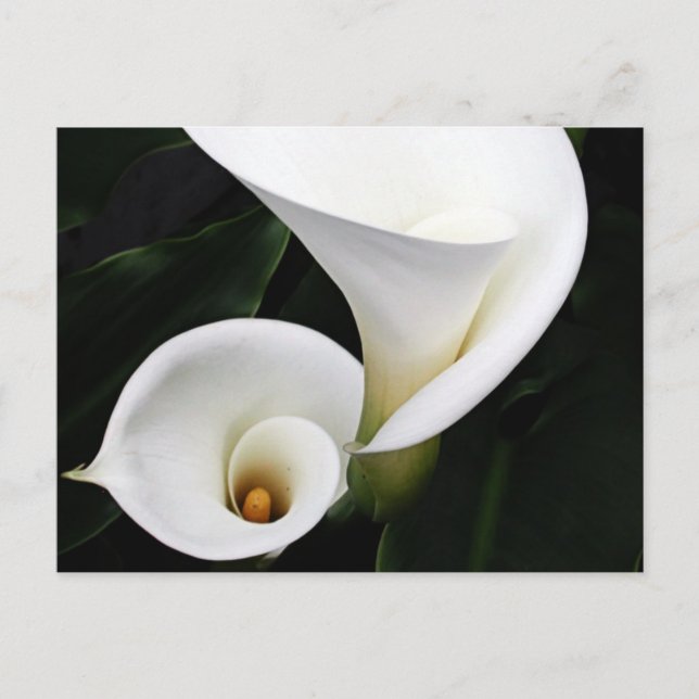 Postal Calla blanca Lillies (Anverso)