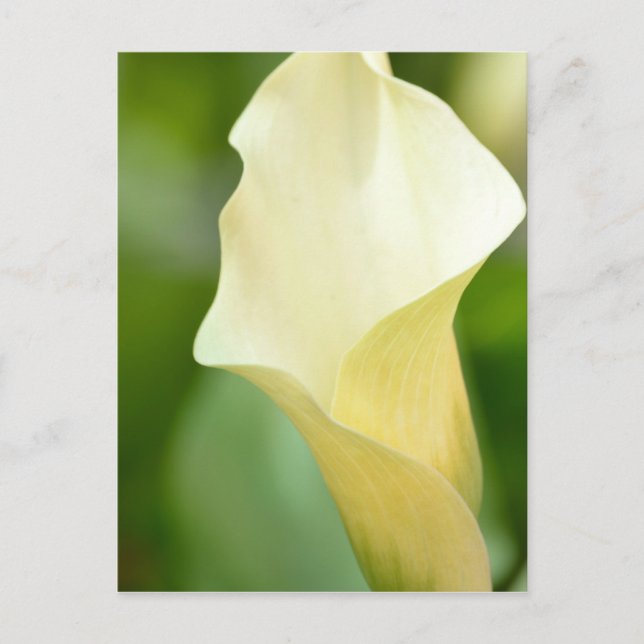 Postal Calla de primavera blanca (Anverso)
