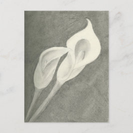 Postal Calla Lilies