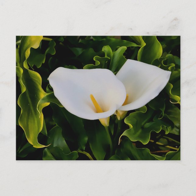 POSTAL CALLA LILIES (Anverso)