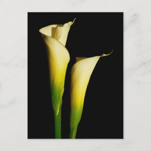 Postal Calla Lilies