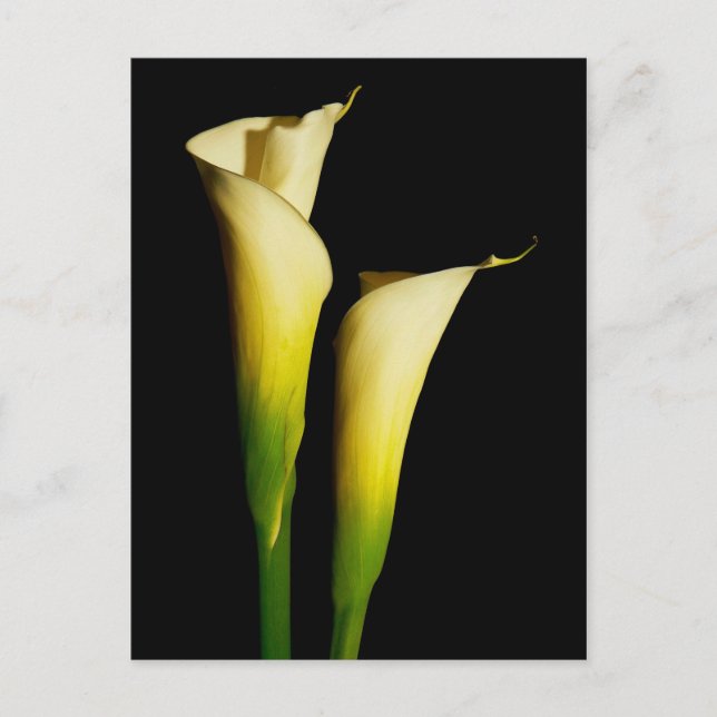 Postal Calla Lilies (Anverso)