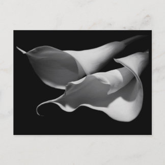 Postal Calla Lilies