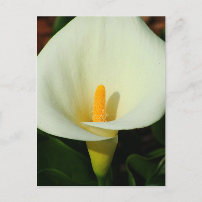 Postal Calla Lilly (Anverso)