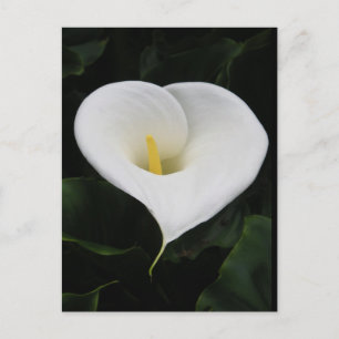 Postal Calla Lilly