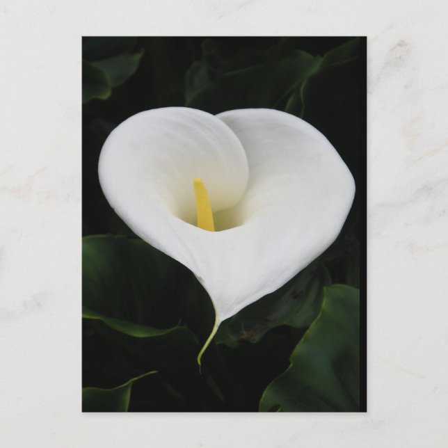 Postal Calla Lilly (Anverso)