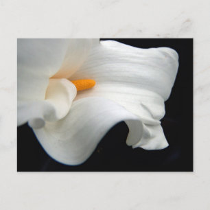 Postal Calla Lily