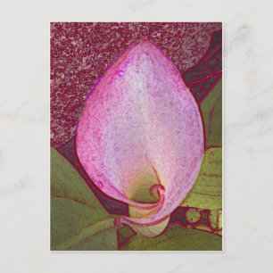 Postal Calla Lily