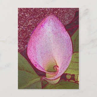 Postal Calla Lily