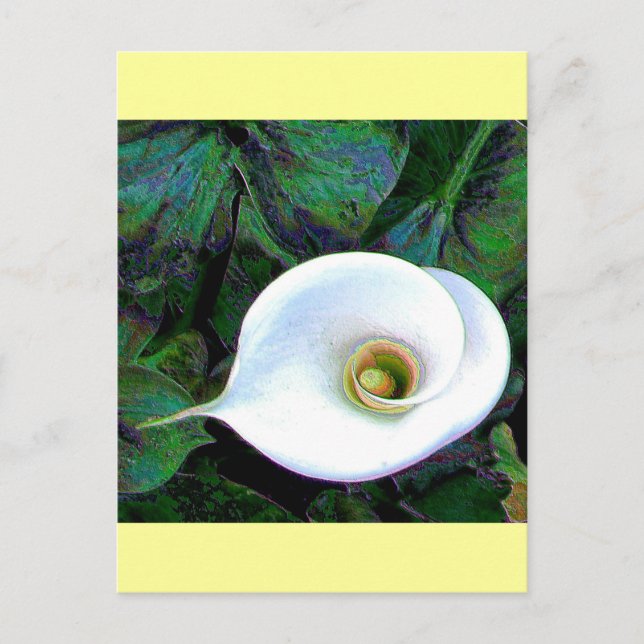 Postal Calla Lily 2011 (Anverso)