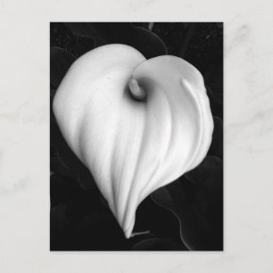 Postal Calla Lily in Black and White