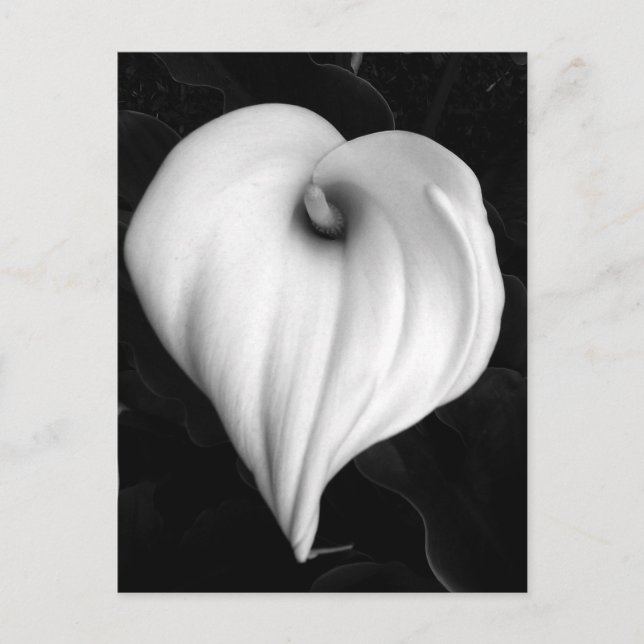 Postal Calla Lily in Black and White (Anverso)