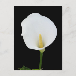 Postal Calla Lily Postcard