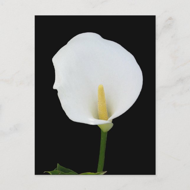 Postal Calla Lily Postcard (Anverso)