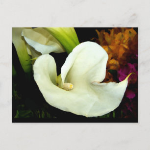 Postal Calla Lily Postcard