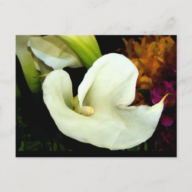 Postal Calla Lily Postcard (Anverso)