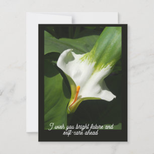 Postal Calla Lily, Zantedeschia