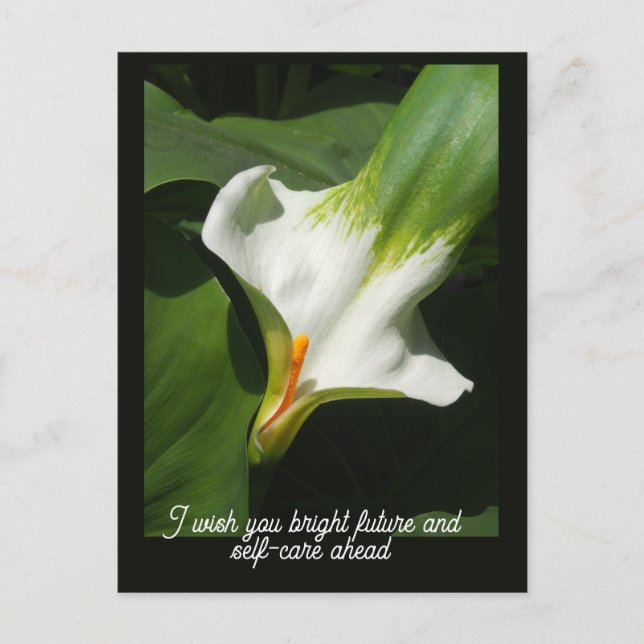 Postal Calla Lily, Zantedeschia (Anverso)