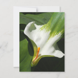 Postal Calla Lily, Zantedeschia