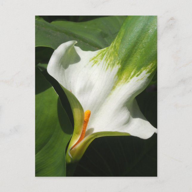 Postal Calla Lily, Zantedeschia (Anverso)